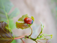 Roter Pappelblattkäfer