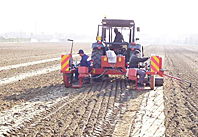 stecklinge setzen 